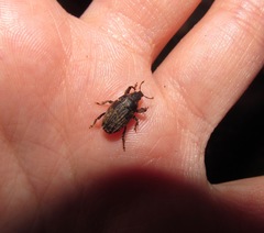 Psepholax sulcatus
