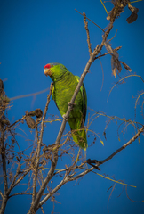Amazona finschi × viridigenalis
