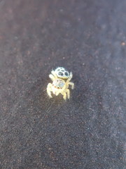 Maratus hesperus