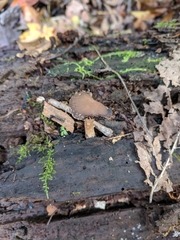 Psathyrella spintrigeroides