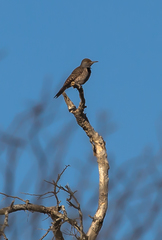 Colaptes