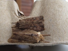 Ichneutica morosa