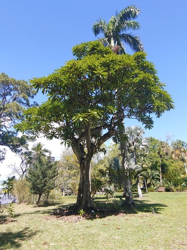 Loquat-leaf fig (Ficus saussureana)