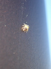 Maratus hesperus