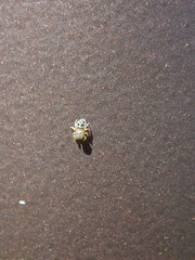 Maratus hesperus