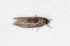 Oenochroa