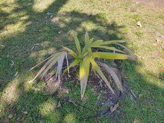 Hydriastele beguinii