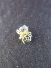Maratus hesperus
