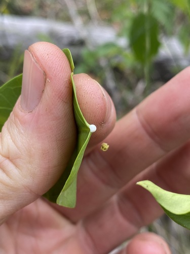 Image of Vincetoxicum ovatum by (c) Greg Tasney, some rights reserved (CC BY-SA)