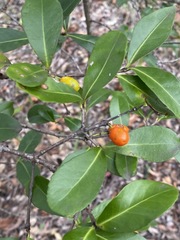 Elaeodendron australe