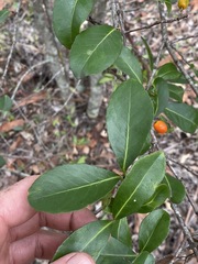 Elaeodendron australe