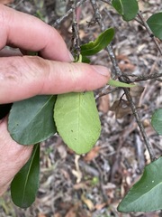 Elaeodendron australe