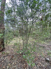 Elaeodendron australe