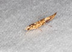 Trachydora chrysodoxa