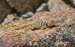 Crotaphytus vestigium