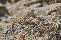 Crotaphytus vestigium