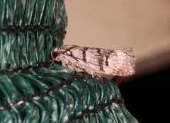 Lichenaula onychodes