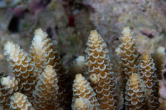 Acropora millepora