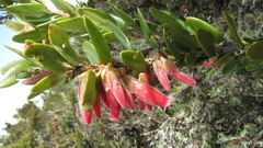 Plutarchia guascensis
