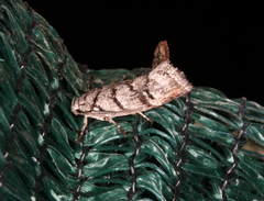 Lichenaula onychodes