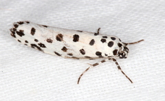 Ethmia clytodoxa