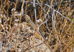 Crotaphytus vestigium