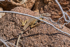 Crotaphytus vestigium