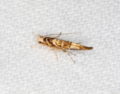 Trachydora chrysodoxa