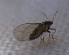 Triozidae