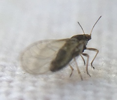 Triozidae