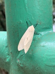 Spilarctia subcarnea