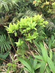 Wikstroemia oahuensis
