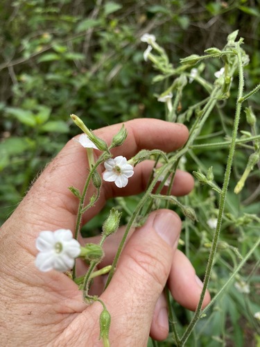 Image of Nicotiana forsteri by (c) Greg Tasney, some rights reserved (CC BY-SA)