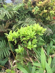 Wikstroemia oahuensis