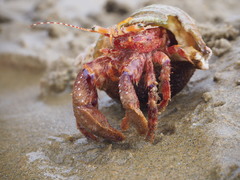 Diacanthurus spinulimanus