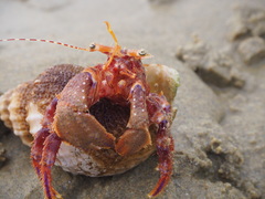Diacanthurus spinulimanus