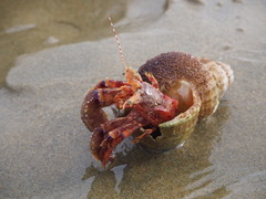 Diacanthurus spinulimanus
