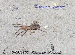 Galeodidae