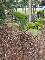 Archontophoenix tuckeri