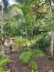 Dypsis cabadae