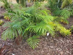 Dypsis cabadae