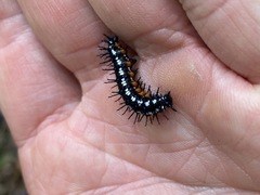 Doleschallia bisaltide australis