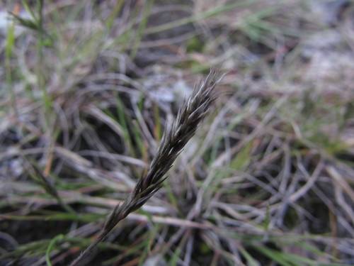 Image of Pappophorum pappiferum by (c) Carlos Martorell, some rights reserved (CC BY)