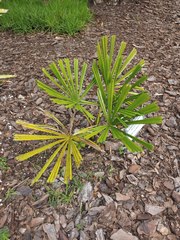 Licuala peltata