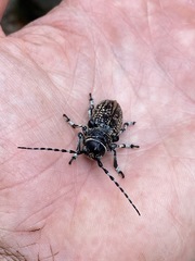 Penthea costata