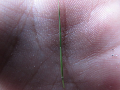 Image of Pappophorum pappiferum by (c) Carlos Martorell, some rights reserved (CC BY)