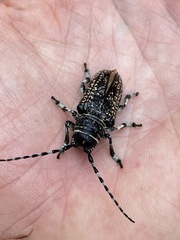 Penthea costata