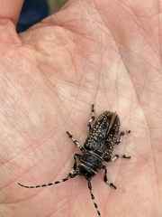 Penthea costata