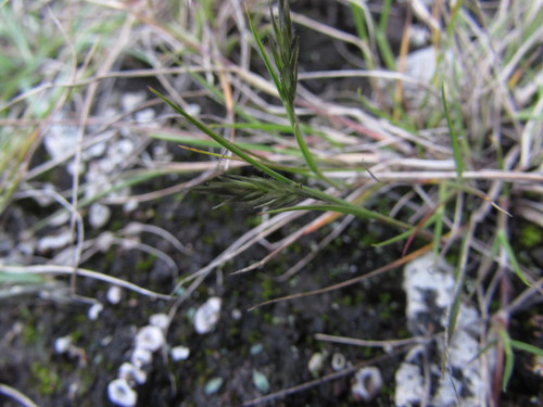 Image of Pappophorum pappiferum by (c) Carlos Martorell, some rights reserved (CC BY)