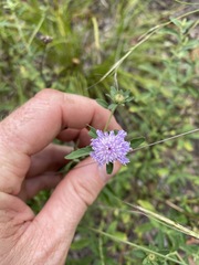 Centratherum riparium